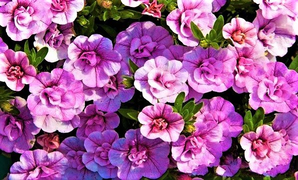 Яркая калибрахоа: цветок, который изменит ваш сад