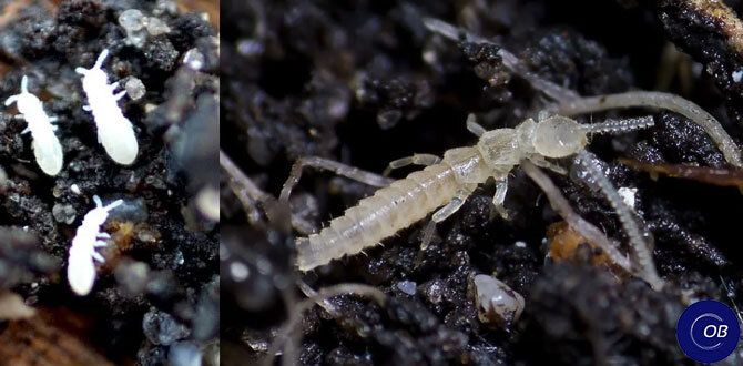 Секреты успешного посева: как защитить семена и сад от вредителей