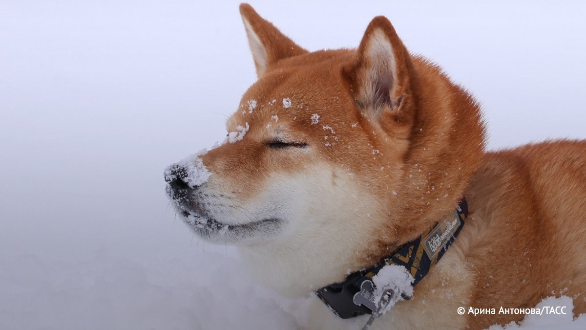Штраф за жестокое обращение с животными могут повысить до 1 млн рублей