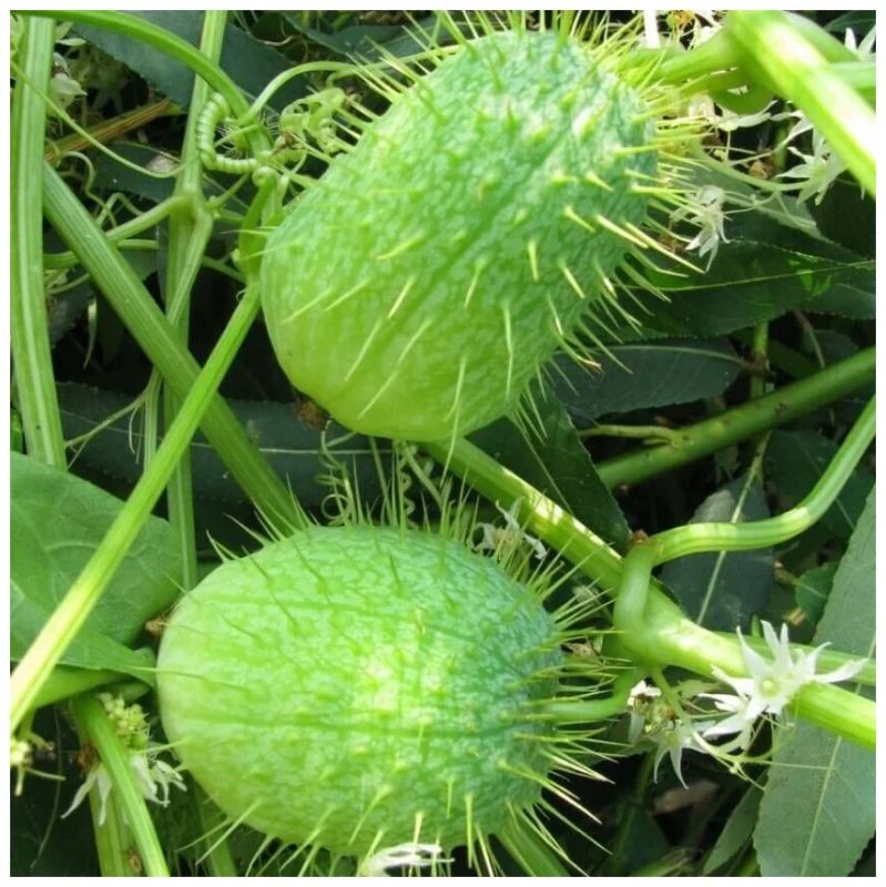 ГМО огурцы: факты, которые стоит знать