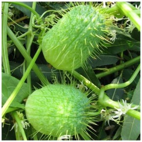 ГМО огурцы: факты, которые стоит знать