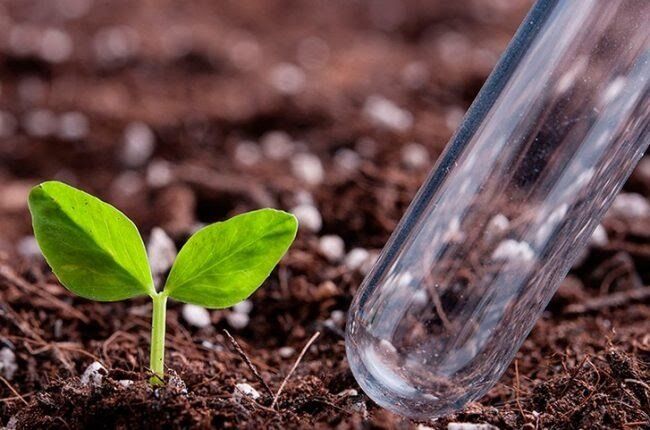 Что не нужно добавлять в подкормки для томатов: три ненужных удобрения