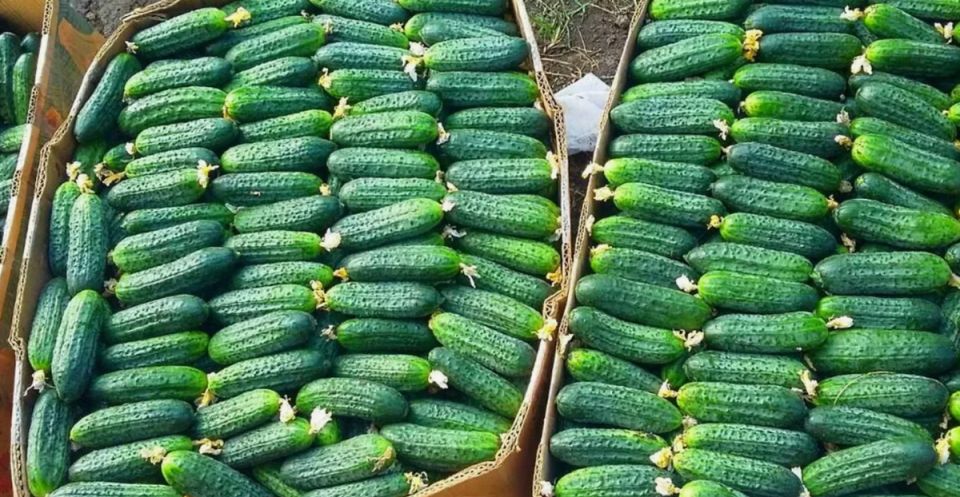 Как вырастить урожайные огурцы: секреты и лучшие семена