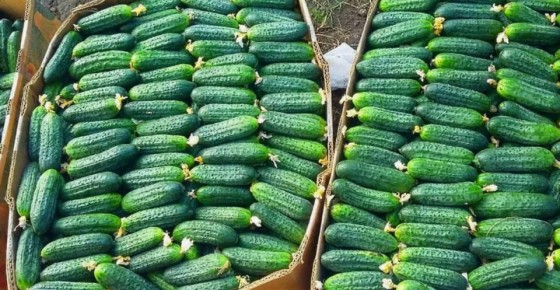 ��� ��������� ��������� ������: ������� � ������ ������