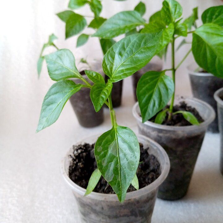 ������������� ��������: ������ ������� ����� ����� �� ����� � �������