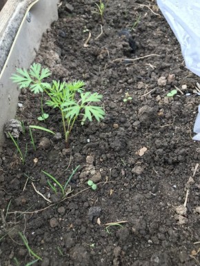 ��� ��������� ������� �� ����� ��������: ������������ �����������