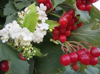 Необычное августовское цветение ягодных кустарников: опасно ли это?
