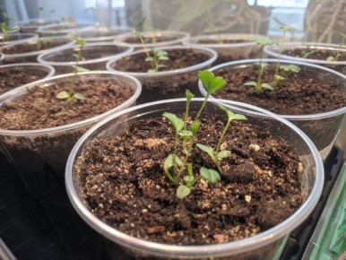 Секреты успешного посева прострела: от семян до всходов