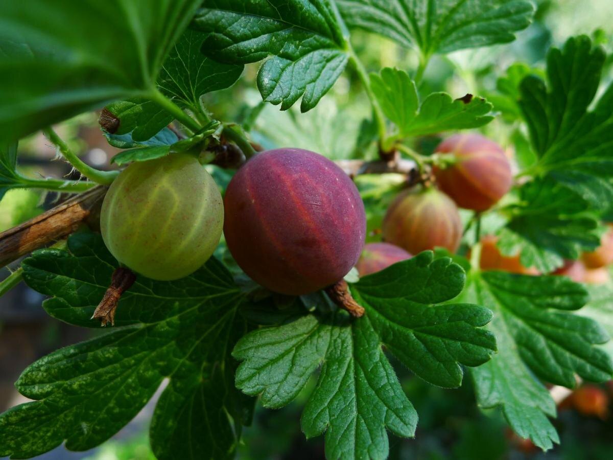Как вырастить ароматный крыжовник: секреты садоводов