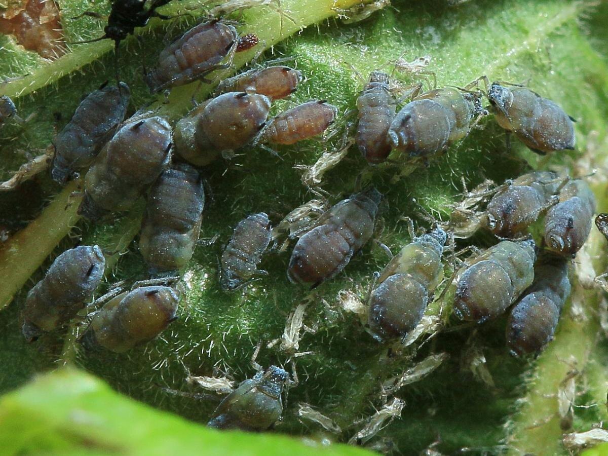 Эффективные методы борьбы с тлей: простые рецепты из кухни