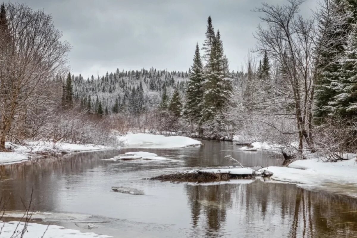 Зачем нужны изменения в Лесном кодексе: актуальные новшества и нерешенные проблемы