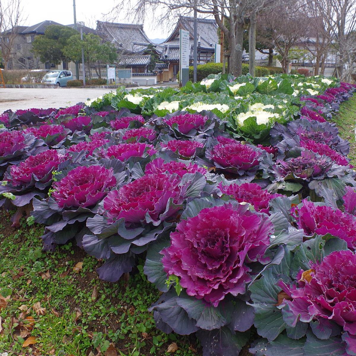 Декоративная капуста: зеленое вдохновение для вашего сада