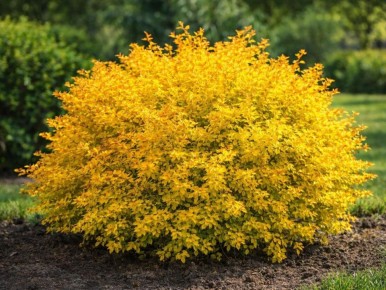 Яркие кустарники, которые освежат ваш сад круглый год