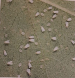 Как эффективно бороться с белокрылкой на дачном участке?