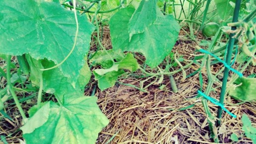 Проблемы с огурцами: что делать, если завязи сохнут?