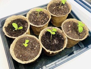 ��� ��������� ��������� ������� ������� �� �����������