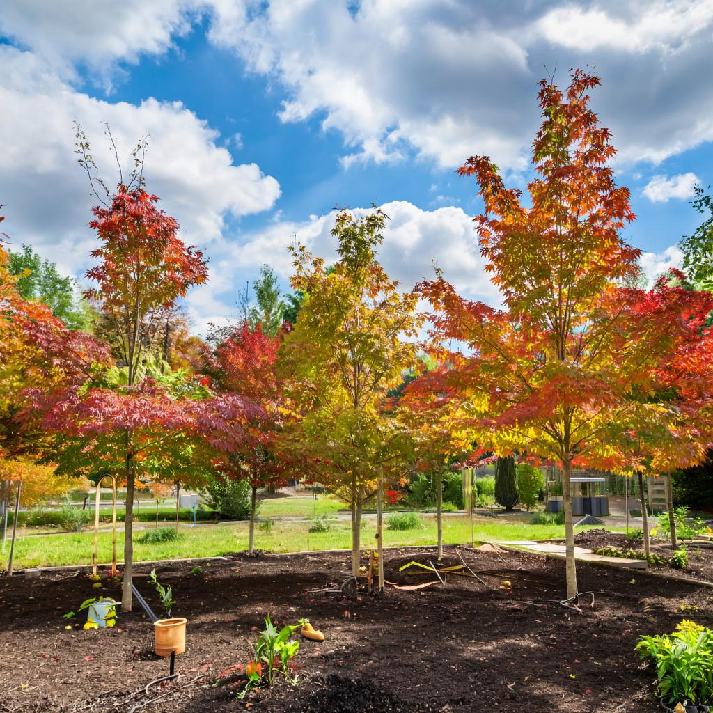 Как выбрать идеальные подкормки для садового клена: 5 ключевых типов