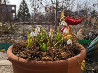 Белоснежные цветы: как создать гармонию в саду без ярких акцентов