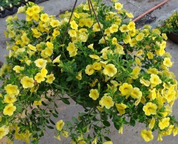 �������� ����� ������ �� ������� � ������� ����������