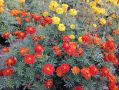 Солнечные бархатцы для сада: как выбрать и вырастить без хлопот