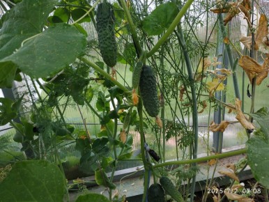 ��� ���������� � ����������� ��� ����������� ������� � �������� ����