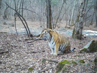 В Приморье заметили необычно упитанного амурского тигра