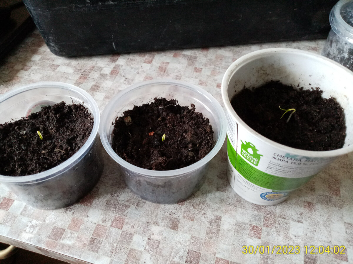 Как вырастить рассаду: полезные советы и секреты успеха