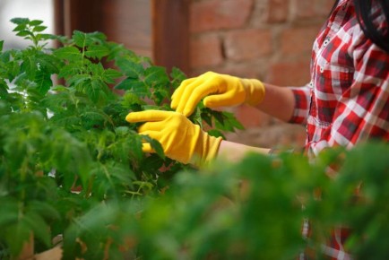 Естественная подкормка: как подготовить рассаду томатов и перца без химии