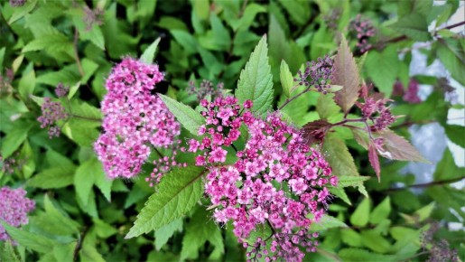 Декоративные кустарники для вашего сада: цветение от весны до зимы