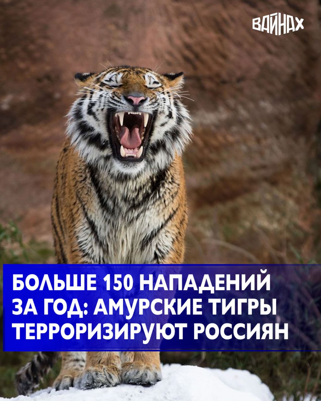 Тигры, не стесняясь, выходят к людям, утаскивают домашних животных и все больше терроризируют населенные пункты Приморского края
