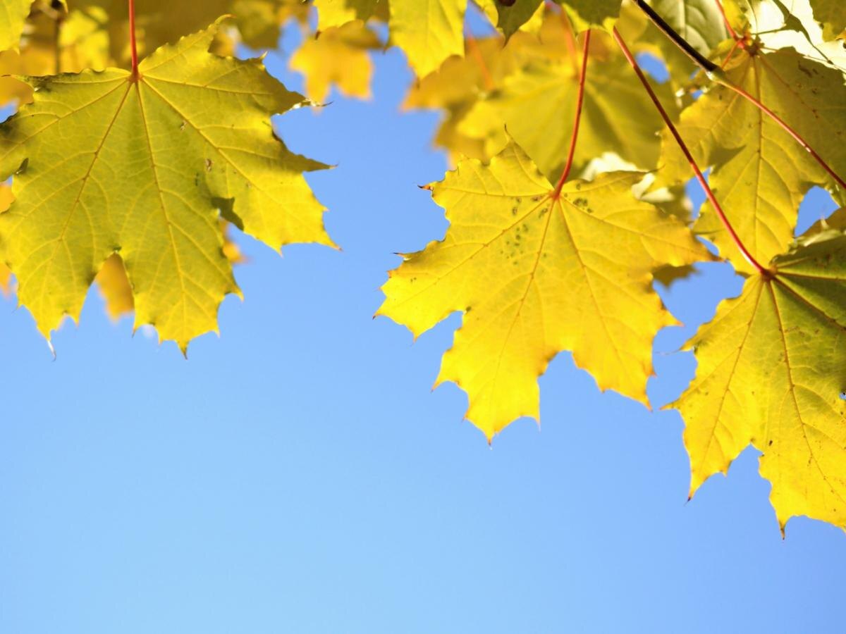 Японский клён: как сделать террасу объектом зависти