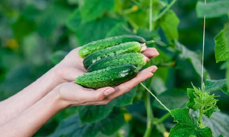 Пять ключевых ошибок при выращивании огурцов: секреты успешного урожая