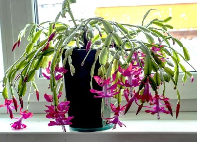 ��� ��������� �� ���������������: ������ ��������������