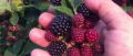 Выбор идеального сорта ежевики: что нужно знать