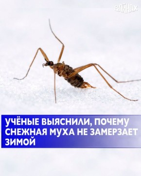 ������� �� ��� � ������ �������� ������ ��������� ����-���������� Chionea alexandriana, ������� �������� �������� ��� ������������� ������������