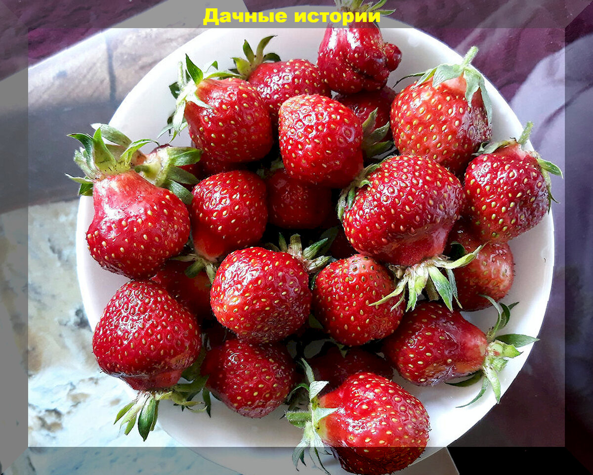 Пятнадцать сортов крупноплодной клубники для вашего сада