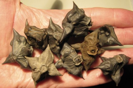 Чилим: загадочный водяной орех и его необычные привычки