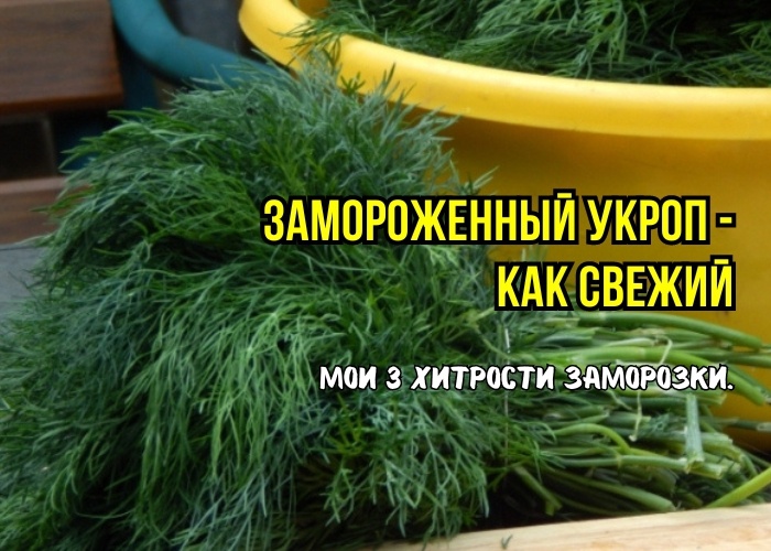 Как правильно заморозить укроп: избегаем распространенных ошибок