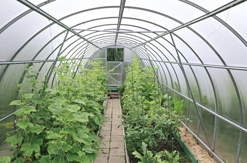 Огурцы в теплице: как вырастить хрустящие плоды без рассады