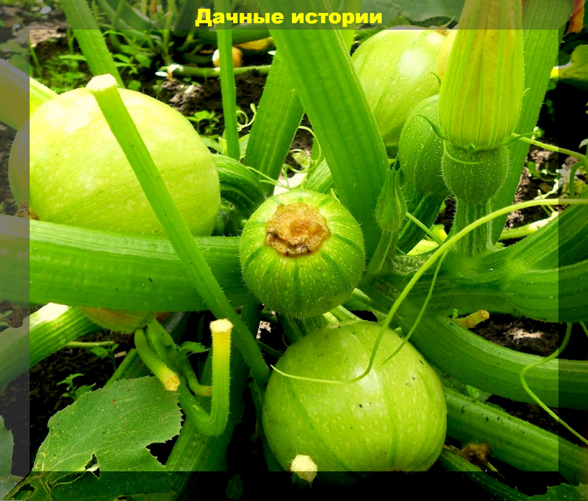 Кабачки на вашем огороде: лучшие сорта для богатого урожая