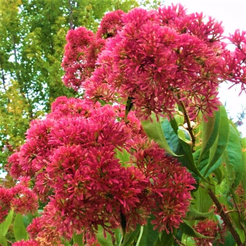 Уникальный гептакодиум: как осенняя сирень покоряет сердца садоводов