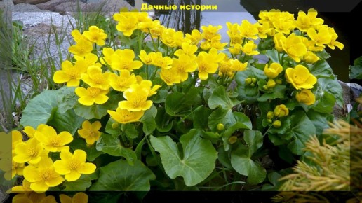 Растения для влажных уголков: новые идеи для вашего сада