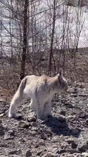 �������������� ���� ����� ������������� �� ������ � ����������� ����