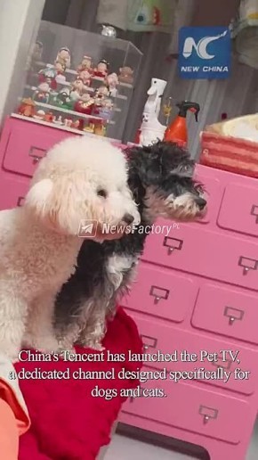 � ����� ���� ������ ��������� ����������� ������������� ����� ��� �������� � PetTV