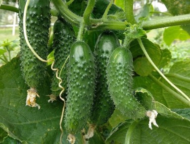 ���� ������ �������, ������� ����� �������� � 2025 ����