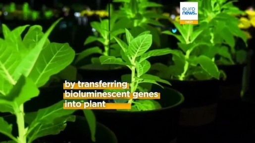 Китайские ученые внедряют в растения гены светлячков, чтобы освещать города