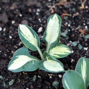 ���������� ����� 'Snow Mouse': ������������ ����������� �������������� �����