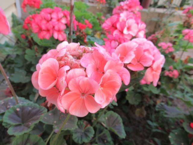 Уход за пеларгонией в сентябре: обрезка, черенкование, пересадка, полив и подкормка