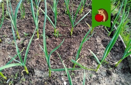 ��� ���� �� ������ �������� � ���� ������ �� ������: �������� ������