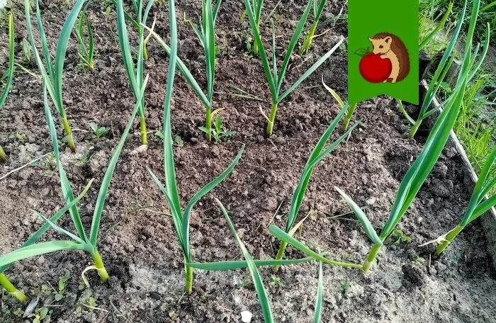 Как уход за озимым чесноком в июне влияет на урожай: полезные советы